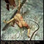 The-Fall-of-the-Barbarian-Queen-071