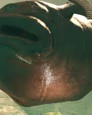 36-3