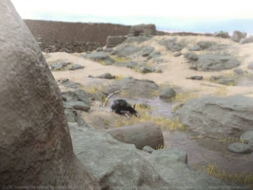 CLOE-Amernie-the-Warrior-by-SedesDiS-033