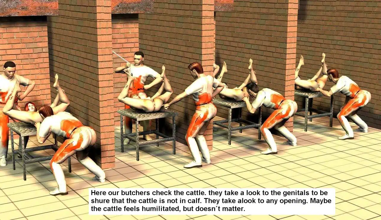 Cattle004
