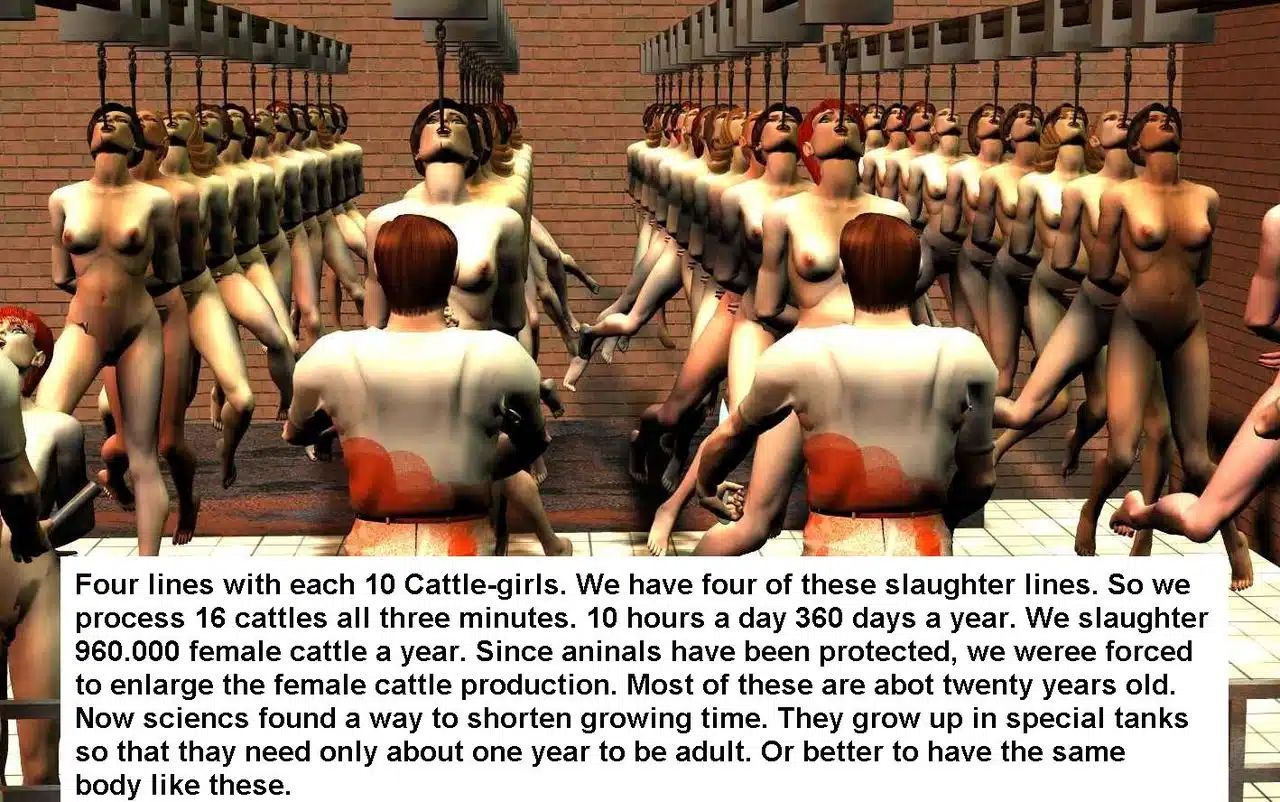 Cattle018