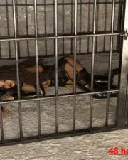 kidnapping-of-maya-west-23