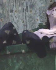 113