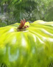Cauldron_Plant_8