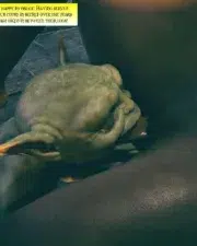 TalesofHallow_GoblinLayer_024