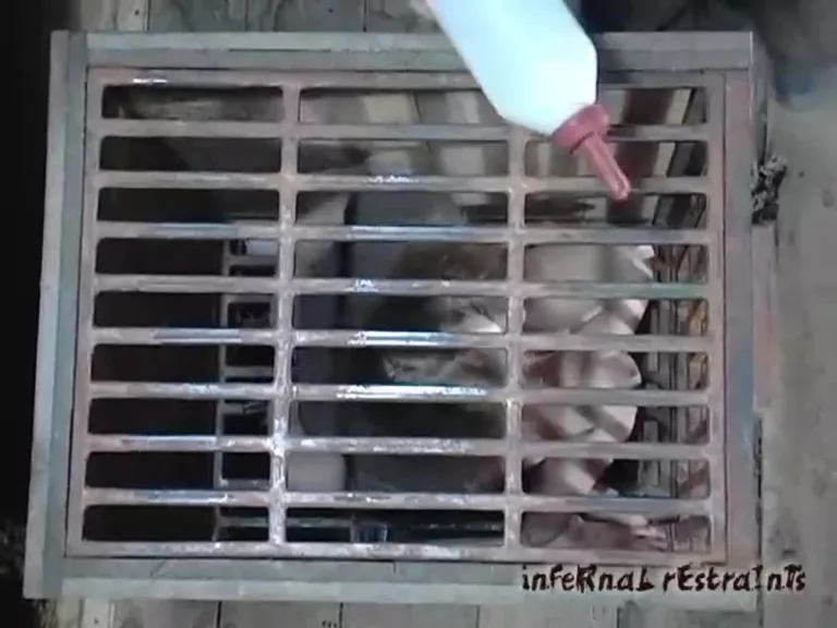 Caged Cumslut (Infernal Restraints)