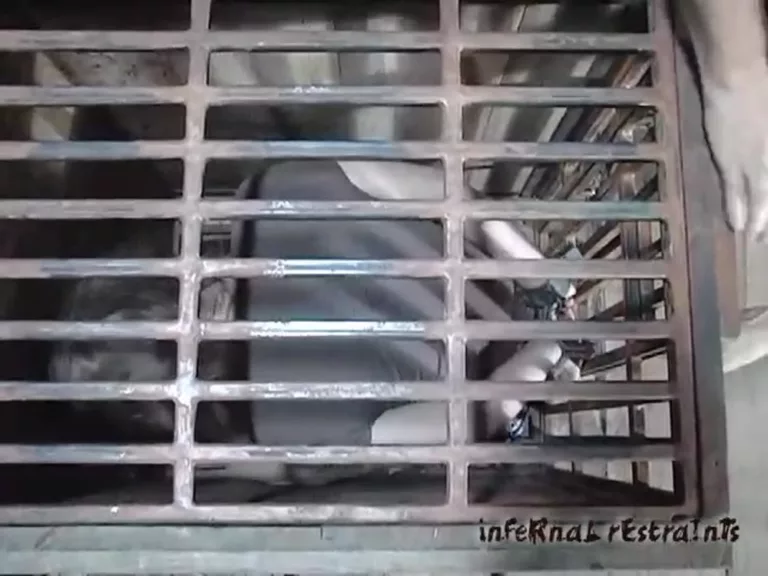 Caged Cumslut (Infernal Restraints)