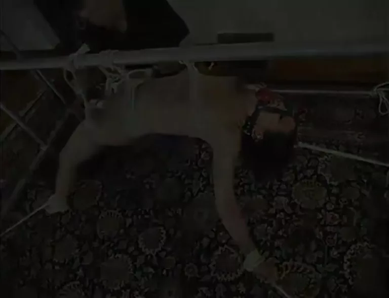 Asia Tied Up (Hogtied)