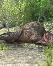 Dont_wake_the_bear_08