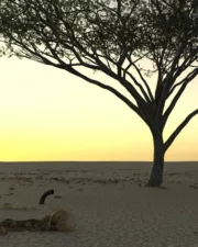 Burried-Woman-123