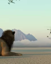 Lions-024