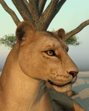 Lions-025