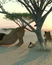 Lions-049
