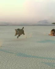 Lions-097