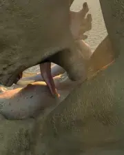 Lions-108